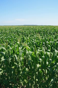 Green summer cornfield under the clear blue sky.