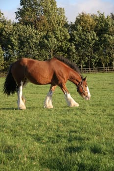 A brown horse eating grass in a meadow.