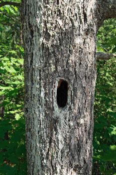 Old mossy tree with nest hollow in the trunk.