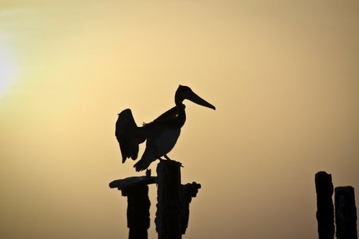 A pelican spreads its wings while resting in the sun on a pole