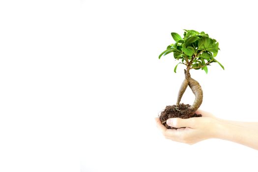 A small bonzai tree is growing in a womans hands on a white background.