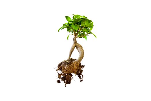 A small isolated bonzai tree showing the earth and roots.