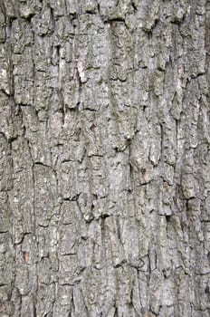 Close up of tree bark for backgrounds and texture