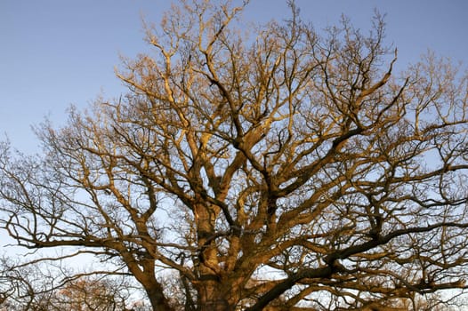 Tree tops in winter with a blue sky