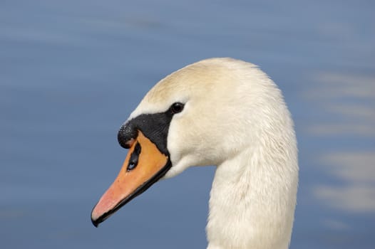 A portrait of a Mute Swan