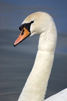 A portrait of a Mute Swan