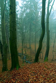 Mystical condition of a forest in the early morning