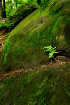 Fern, grown on a boulder.