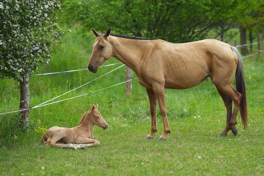 Small foal with mum on a green meadow