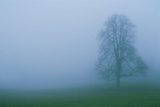 The lonely  tree in a fog. Autumn morning. Cold color.