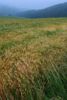 Pastoral landscape. A fog in a meadow.