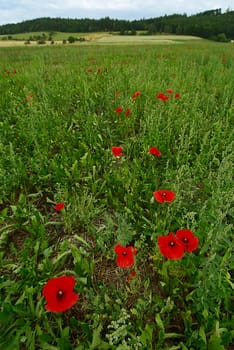 Landscape. The revealed poppies on a rural meadow