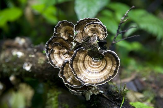 Close up of a fungus in the jungle in Central America.