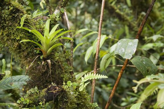 Bromeliad and other jungle foliage in Central America.