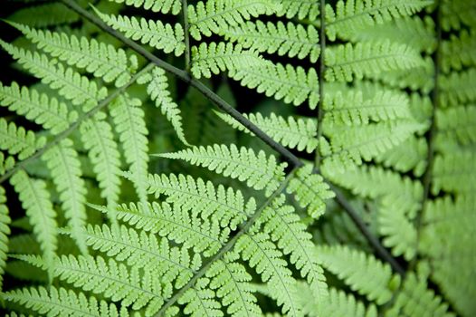 Close Up of Leaves on a Jungle Fern