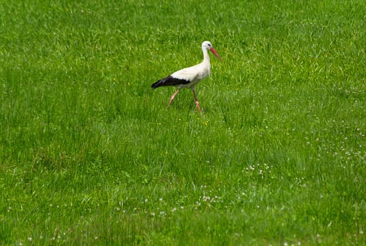 Beautiful stork on a spring meadow