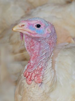 The turkey on a farm. A close up.
