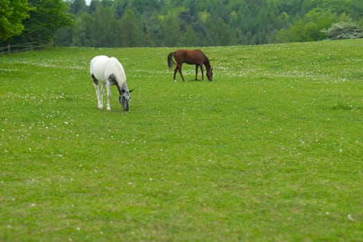 Two horses on a rural pasture