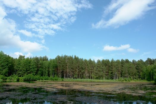 Summer landscape. Small lake. Wood. Blue sky.