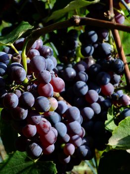 Close-up of ripe black grapes