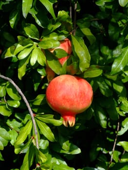 Pomegranate fruit on the tree