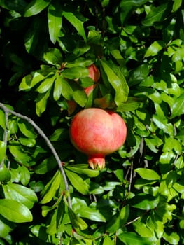 Pomegranate fruit on the tree