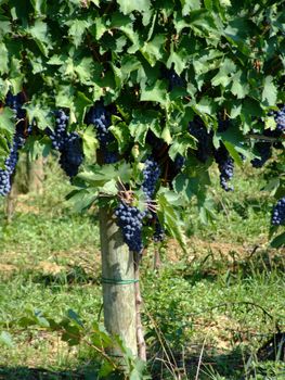 Black grapes in an italian vineyard