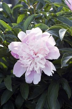 Peony on green background