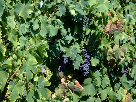 Black grapes in an italian vineyard