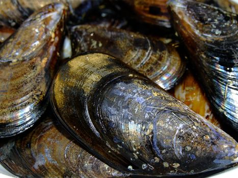 Dish of fresh mussels