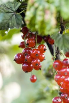 Red currant

