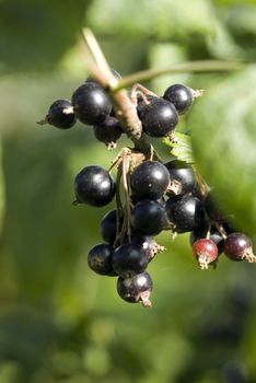 Black currant on the green background