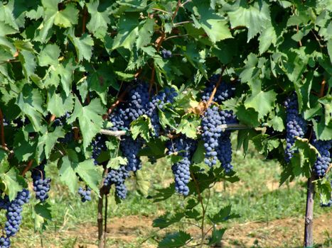 Black grapes in an italian vineyard