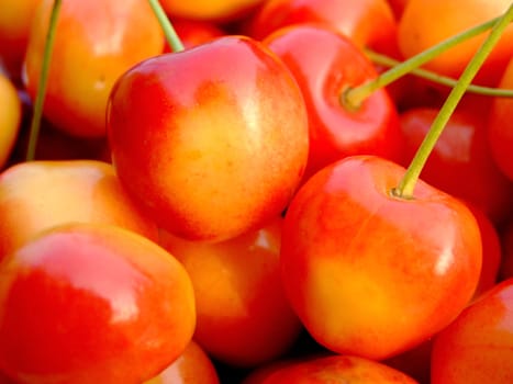 close-up of ripe double color cherries