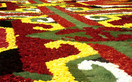 The Brussels flower carpet is designed of Begonias every second year in the central square - Grand Place. This year's theme was the kaledoscope.