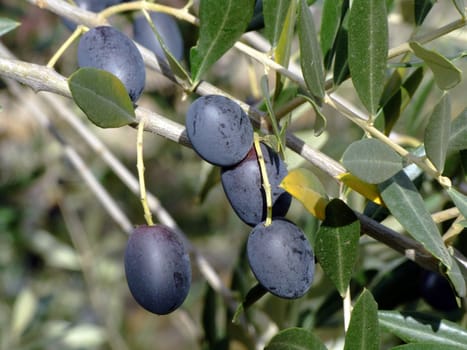 Ripe olives on olive tree branch