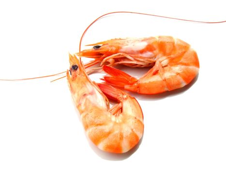 Two shrimps over white background