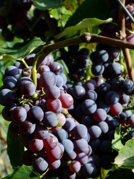 Close-up of ripe black grapes