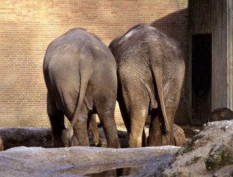 A pair of elephants from behind.