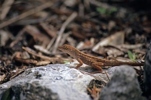 tiny gecko lizard on a rock in Florida.