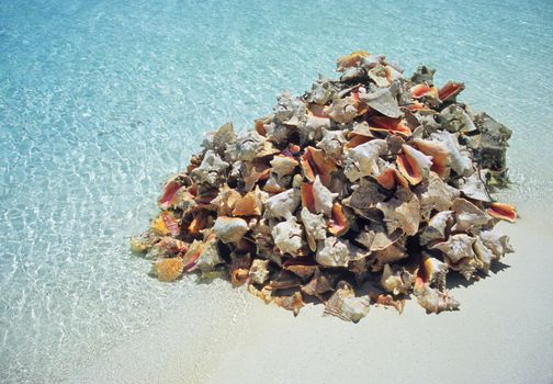 A pile of conch shell sit on the white sand beach of Great Exuma Island, the Bahamas. The locals eat the conch in salads.