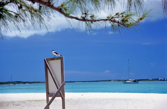 A sea bird sits on a sign on the white sandy beach of Stocking Island in the Bahamas.