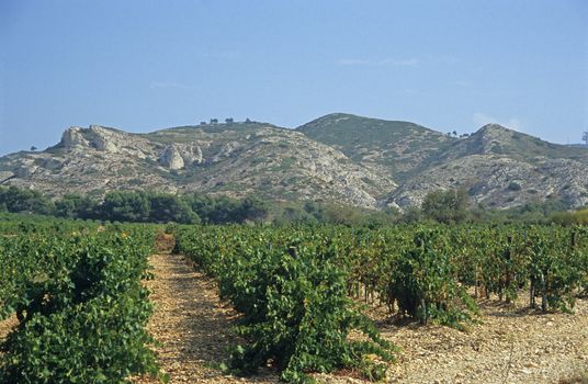 A vineyard at the base of the Alpilles mountains, or small Alps, Provence, South of France.