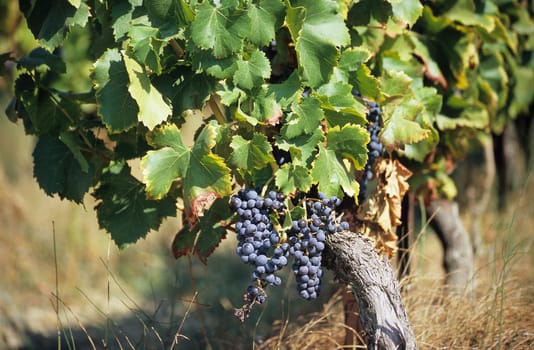 Grapes growing in the Provence region of France for the wine harvest.