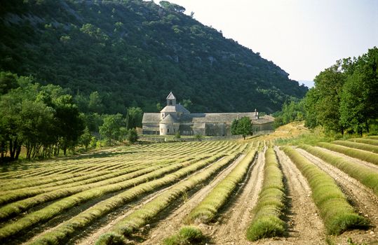 The acient french abbey, Abbaye de Senanque sits among the mountains and lavender fields.