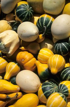 A display of gourdes awaits shoppers at a rural farmers' market in Nova Scotia in autumn.