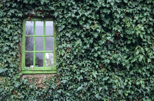 An old wooden window surrounded by Ivy