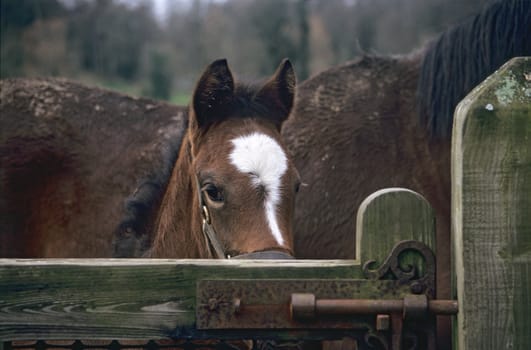 A new born racehorse peaks over a gate in rural Ireland.