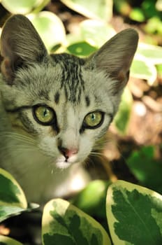 little grey kitten hunting in the grass 
