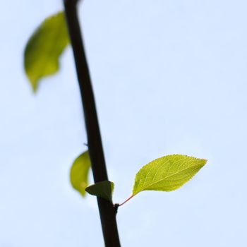 beautifully backlit fresh small leaf on a branch